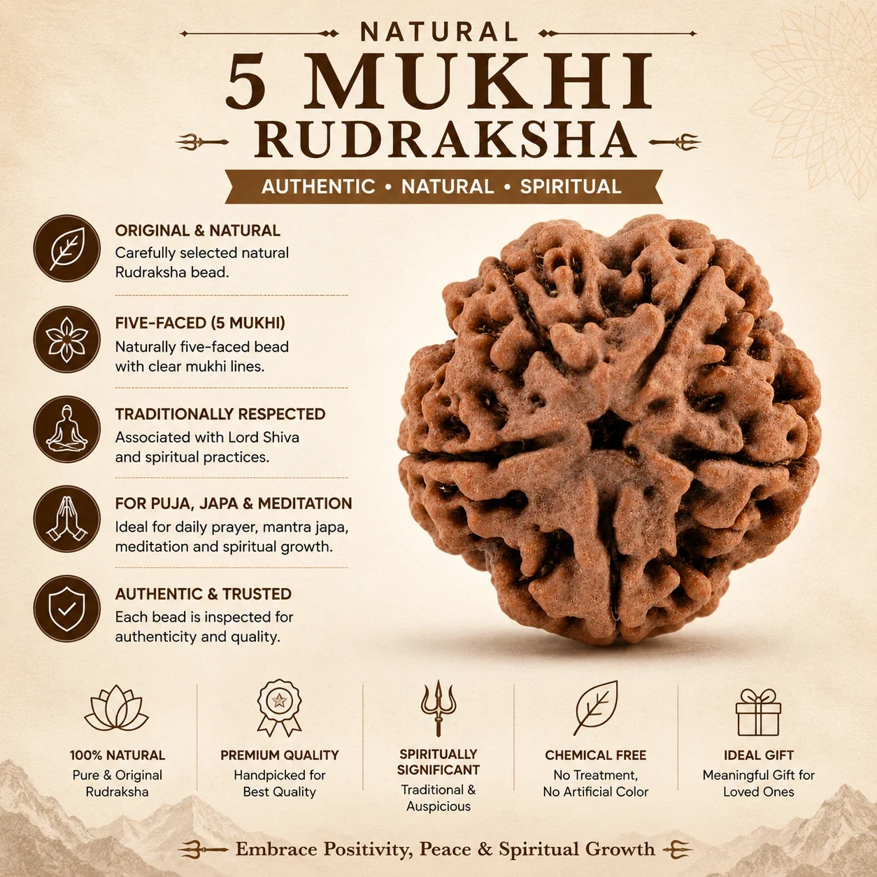 5 Mukhi Rudraksha — buy online at Digveda