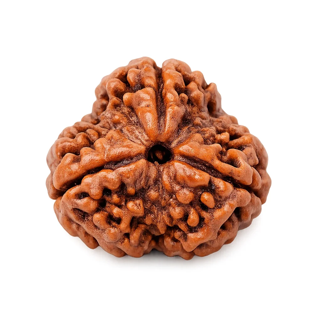 3 Mukhi Rudraksha India — buy online at Digveda