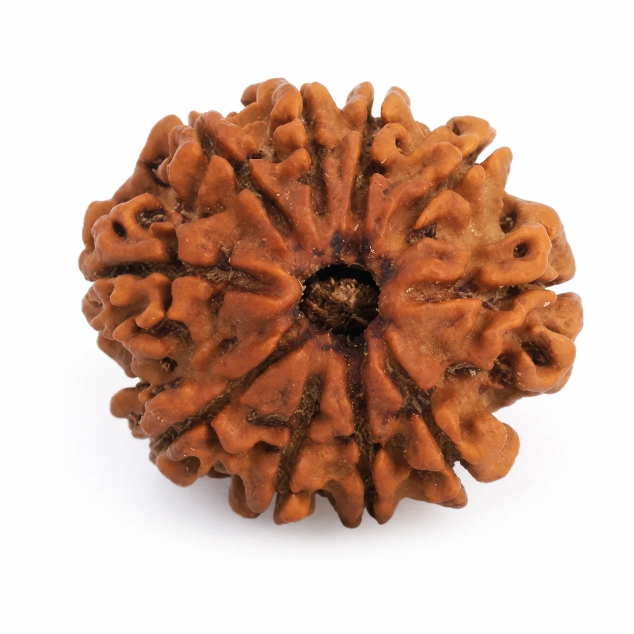 10 Mukhi Rudraksha — buy online at Digveda
