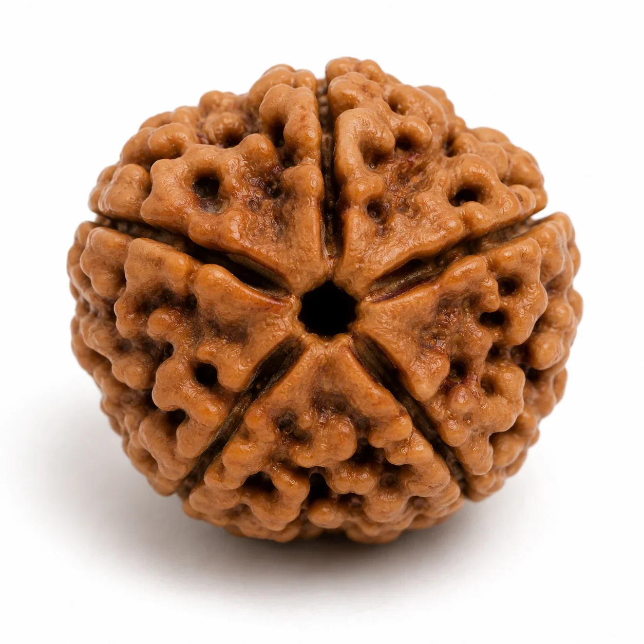 Savan Special - 5 Panch Mukhi Rudraksha Combo — buy online at Digveda