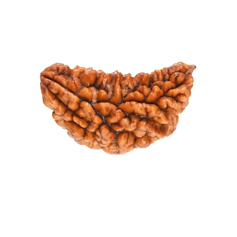 Authentic 1 Mukhi Rudraksha Indian — buy online at Digveda
